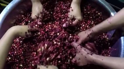 葡萄酒加工葡萄酒加工